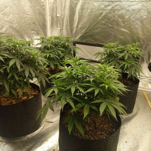 Bruce Banner FV 6-7wk flwr  growlog timeline photo