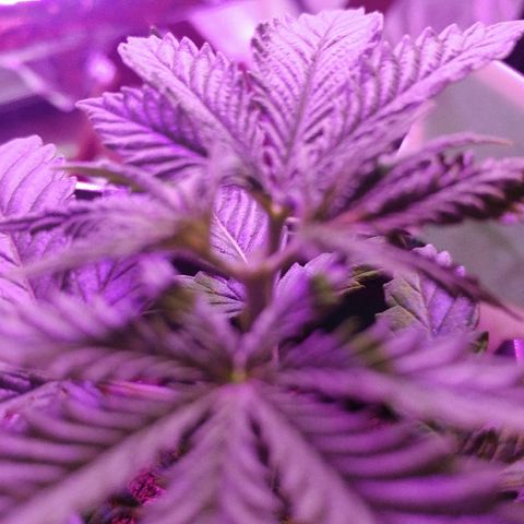Canadian kush growlog photo: After FIM