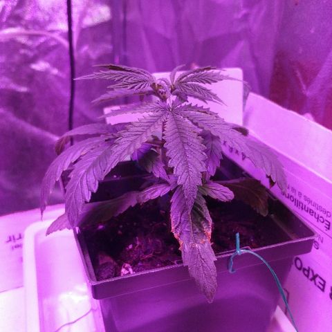 Canadian kush growlog timeline photo