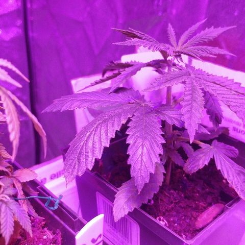 Canadian kush growlog photo: Loving the nutes!