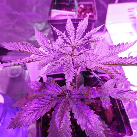 Canadian kush growlog timeline photo