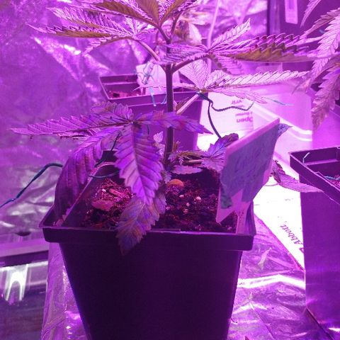 Canadian kush growlog timeline photo