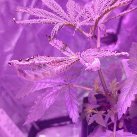 Canadian kush growlog timeline photo