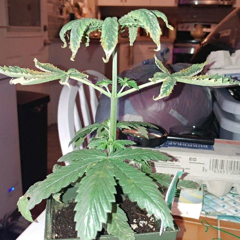 Canadian kush growlog timeline photo