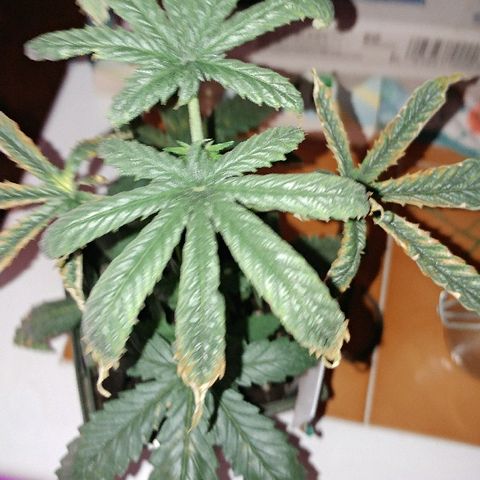 Canadian kush growlog timeline photo