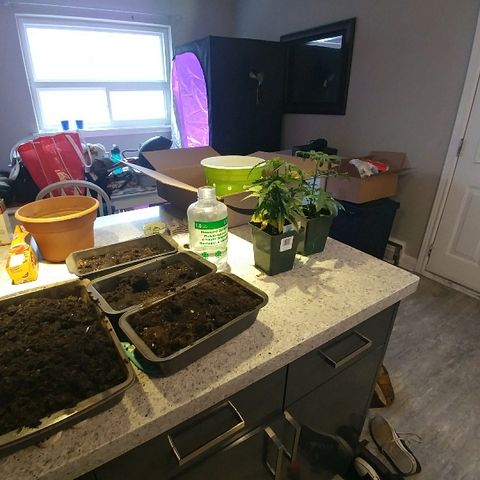 Canadian kush growlog timeline photo