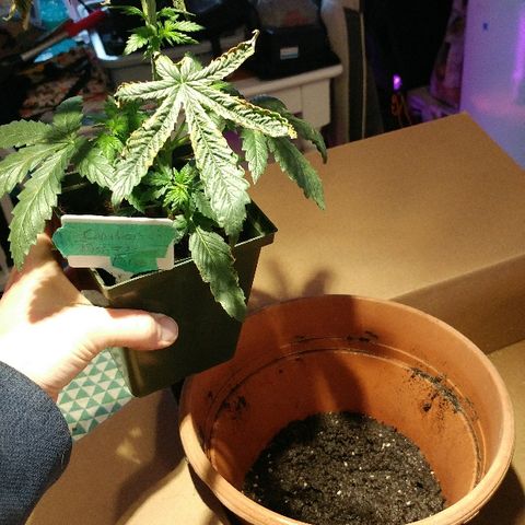 Canadian kush growlog timeline photo