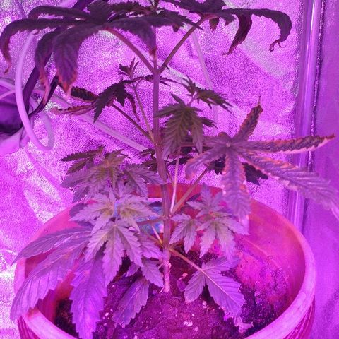 Canadian kush growlog timeline photo