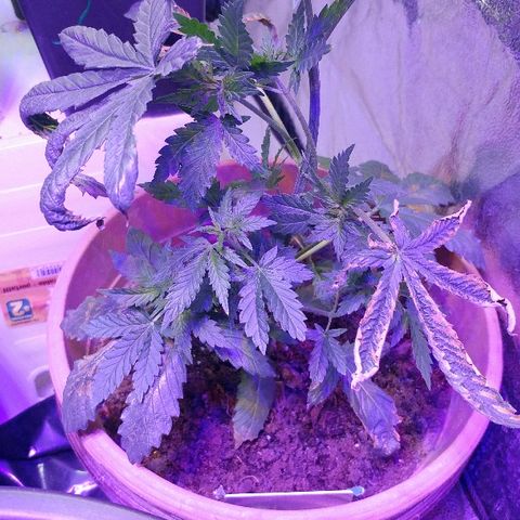 Canadian kush growlog timeline photo