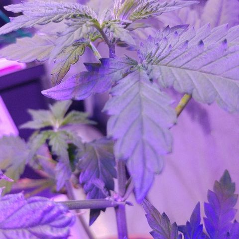 Canadian kush growlog timeline photo