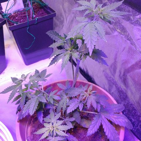 Canadian kush growlog timeline photo