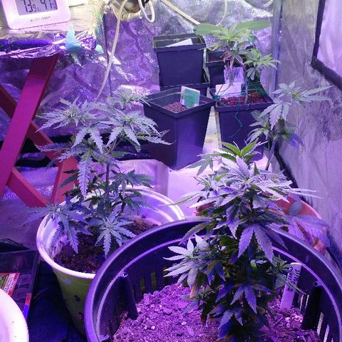 Canadian kush growlog timeline photo
