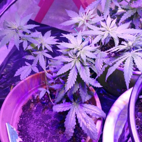 Canadian kush growlog timeline photo