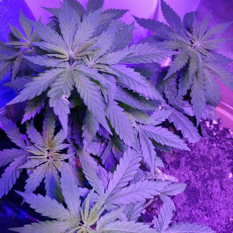 Canadian kush growlog timeline photo