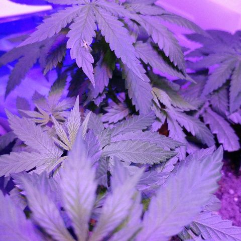 Canadian kush growlog timeline photo