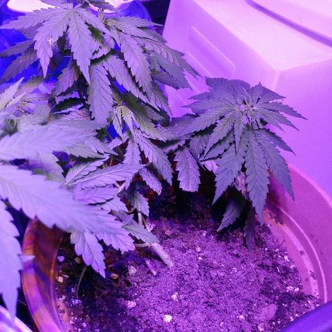Canadian kush growlog timeline photo
