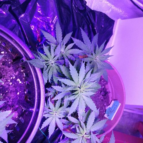 Canadian kush growlog timeline photo