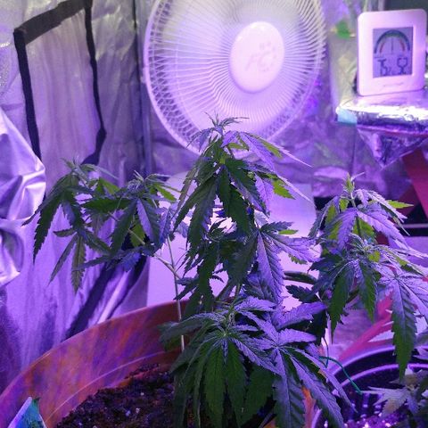 Canadian kush growlog timeline photo