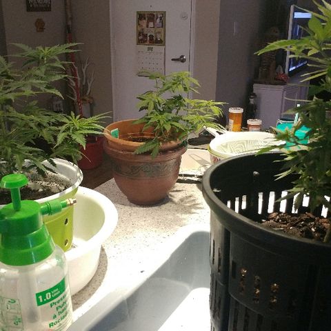 Canadian kush growlog timeline photo