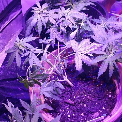 Canadian kush growlog timeline photo