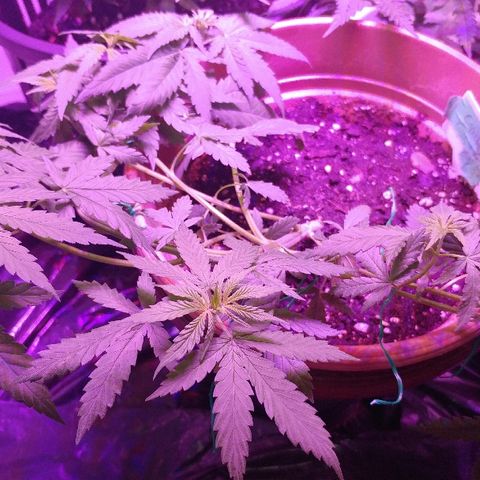Canadian kush growlog timeline photo