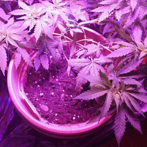 Canadian kush growlog timeline photo