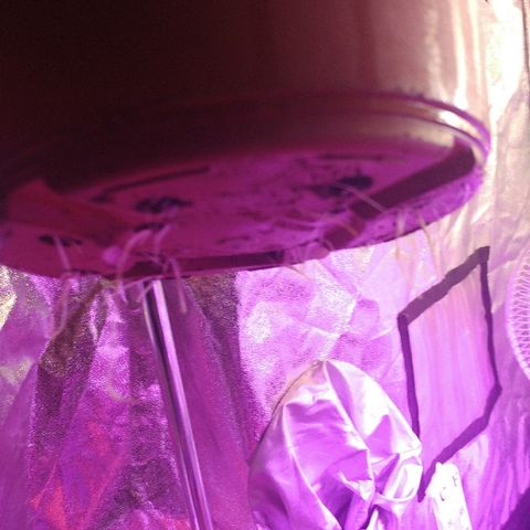 Canadian kush growlog timeline photo