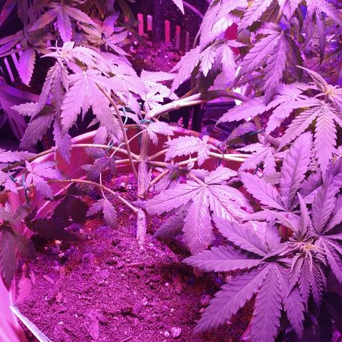 Canadian kush growlog timeline photo