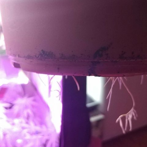 Canadian kush growlog timeline photo