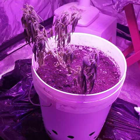 Canadian kush growlog timeline photo