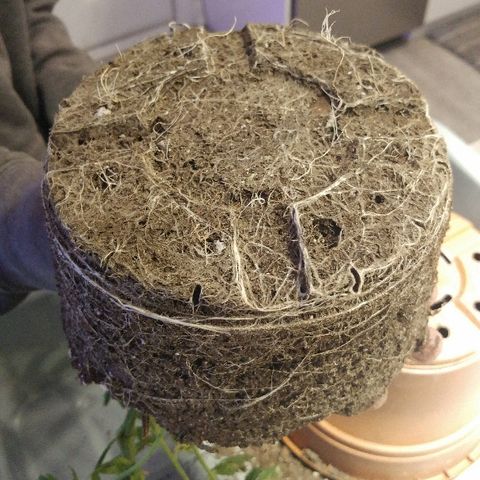 Canadian kush growlog timeline photo