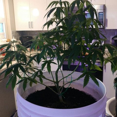 Canadian kush growlog timeline photo