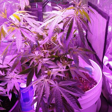 Canadian kush growlog timeline photo