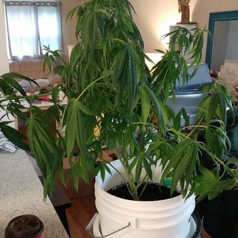 Canadian kush growlog timeline photo