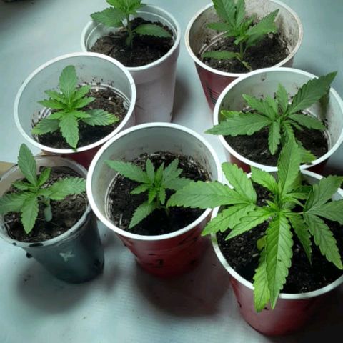 Limonada growlog photo: Estan puestas 3n un tipo casa ala terraza lesda la lus del dia y acompleto el siclo prendiendo el led callandocasi la noche. 18/6 