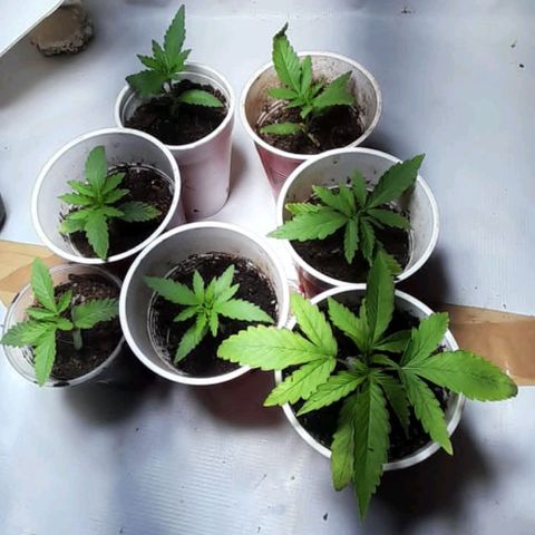 Limonada growlog photo: Estan puestas 3n un tipo casa ala terraza lesda la lus del dia y acompleto el siclo prendiendo el led callandocasi la noche. 18/6 