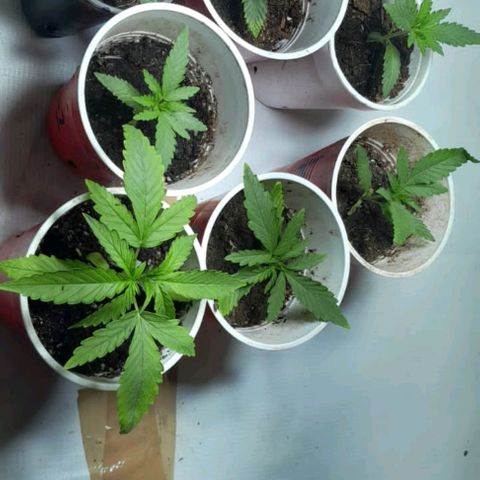 Limonada growlog photo: Estan puestas 3n un tipo casa ala terraza lesda la lus del dia y acompleto el siclo prendiendo el led callandocasi la noche. 18/6 