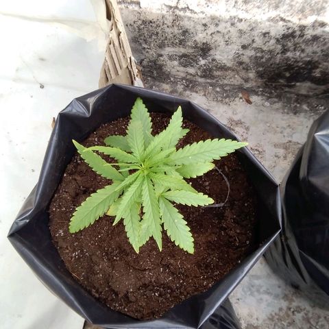 Limonada growlog photo: Vegetativo 