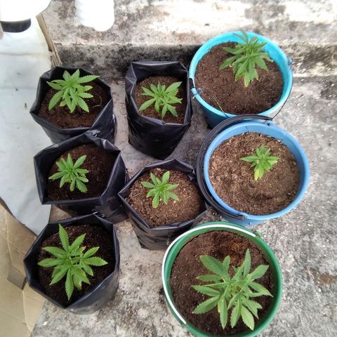 Limonada growlog photo: Vegetativo 