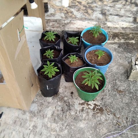 Limonada growlog photo: Vegetativo 