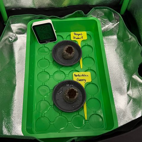 Forbidden Cherry Auto growlog timeline photo