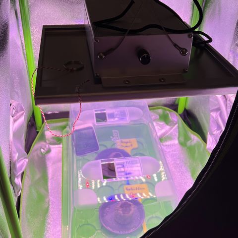 Forbidden Cherry Auto growlog timeline photo