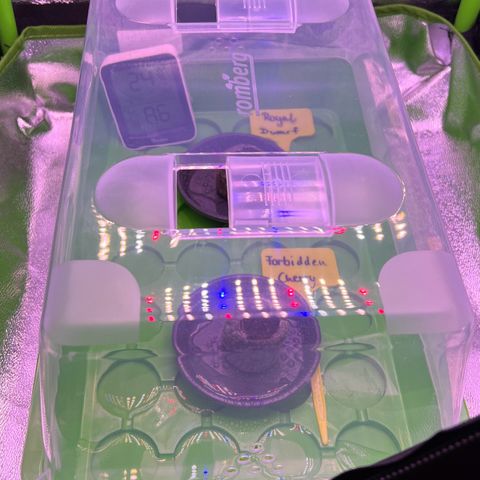 Forbidden Cherry Auto growlog timeline photo