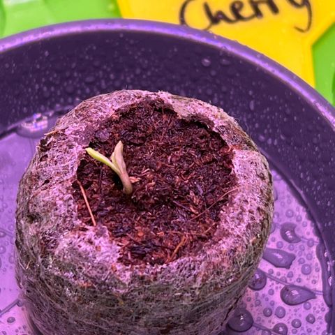 Forbidden Cherry Auto growlog photo: Samen sind gekeimt 🤗
