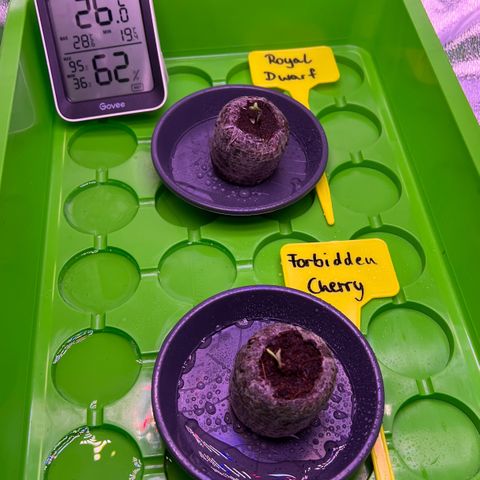 Forbidden Cherry Auto growlog photo: Samen sind gekeimt 🤗