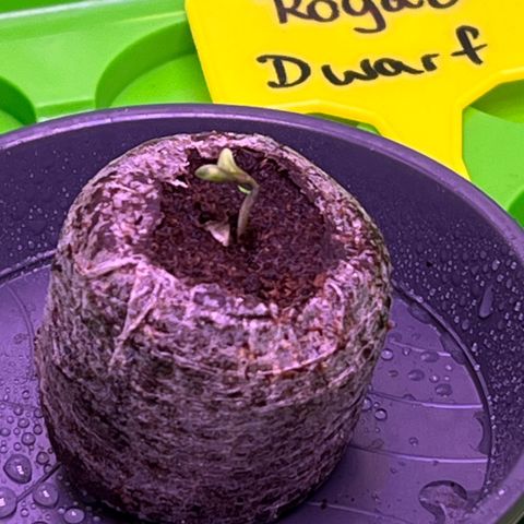 Forbidden Cherry Auto growlog photo: Samen sind gekeimt 🤗