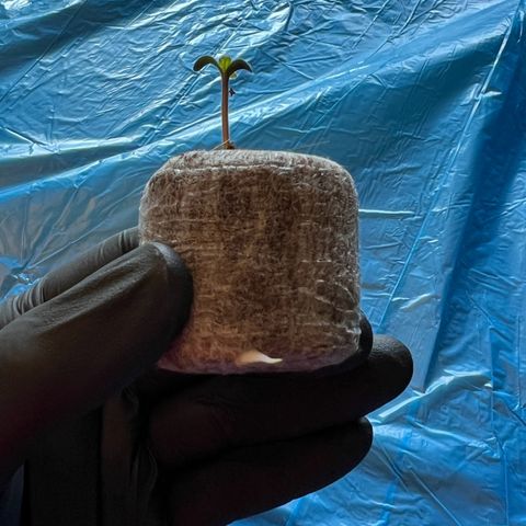 Forbidden Cherry Auto growlog timeline photo