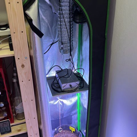 Forbidden Cherry Auto growlog timeline photo