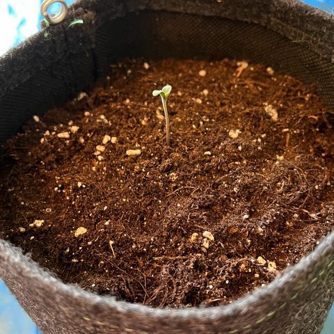 Forbidden Cherry Auto growlog timeline photo