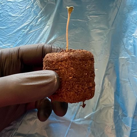 Forbidden Cherry Auto growlog timeline photo